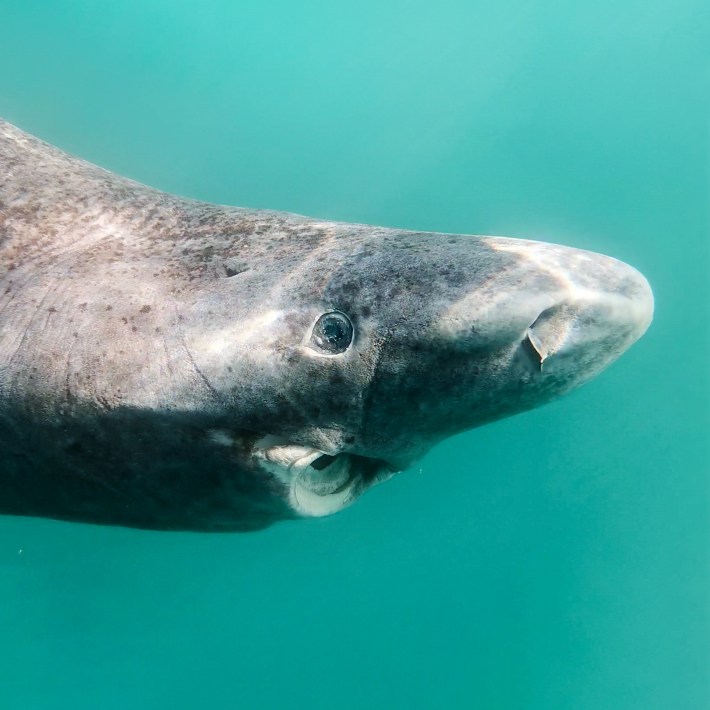 The face of a Greenland shark, which is a gray and old-looking shark