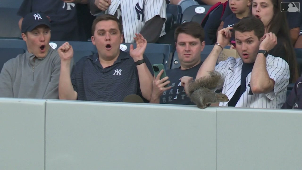 Yankee fans react SHOCKED to a squirrel on the outfield wall. Four guys, three really shocked the other kind of just looking at his phone.
