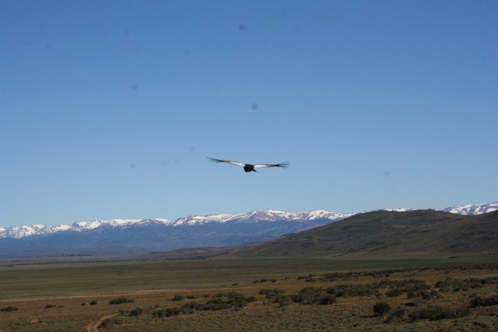 an andean condor soaring above the horizon