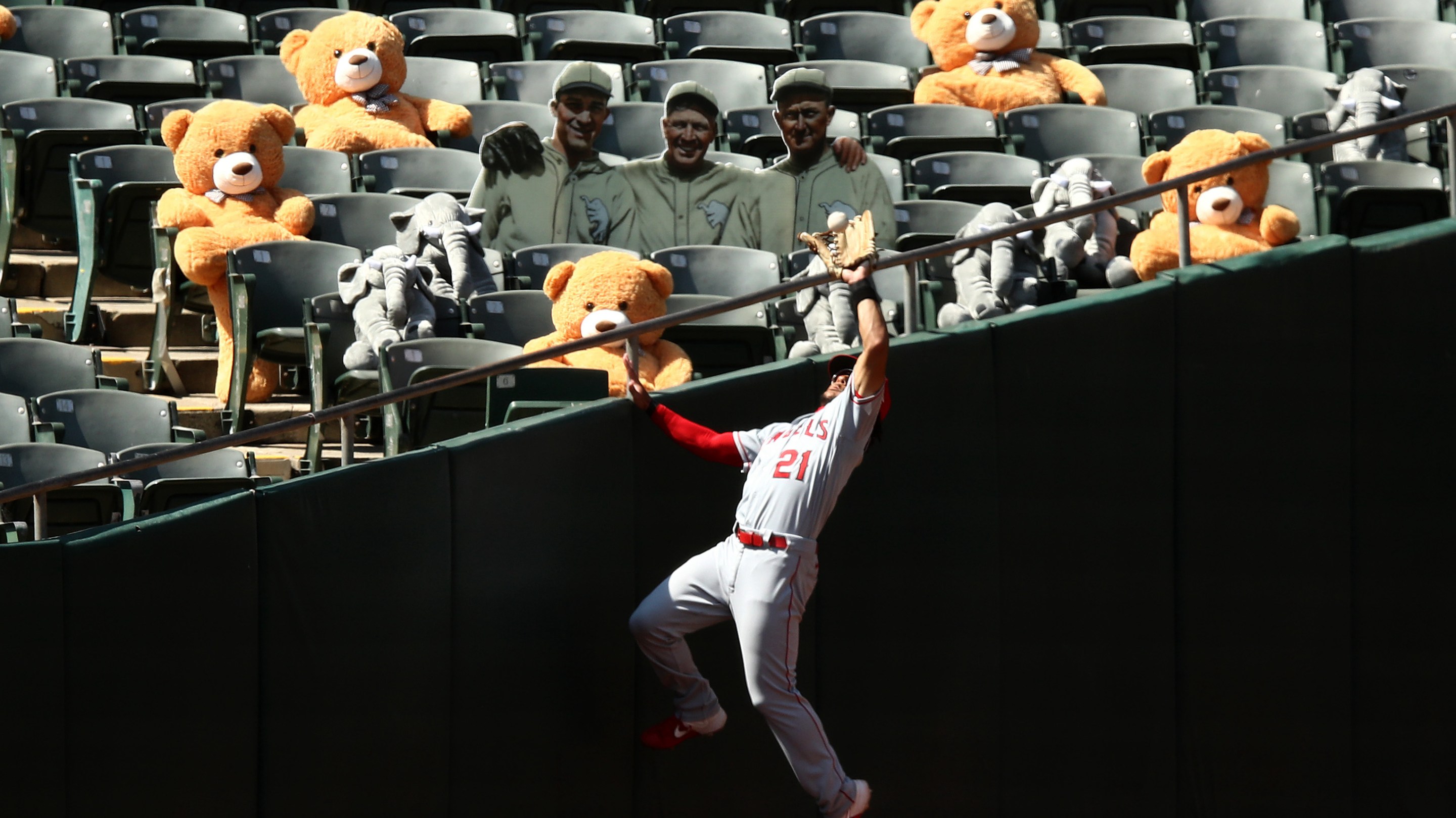 Michael Hermosillo of the Angels makes a catch in foul territory during the 2020 MLB season, while a bunch of creepy stuffed teddy bears look on.