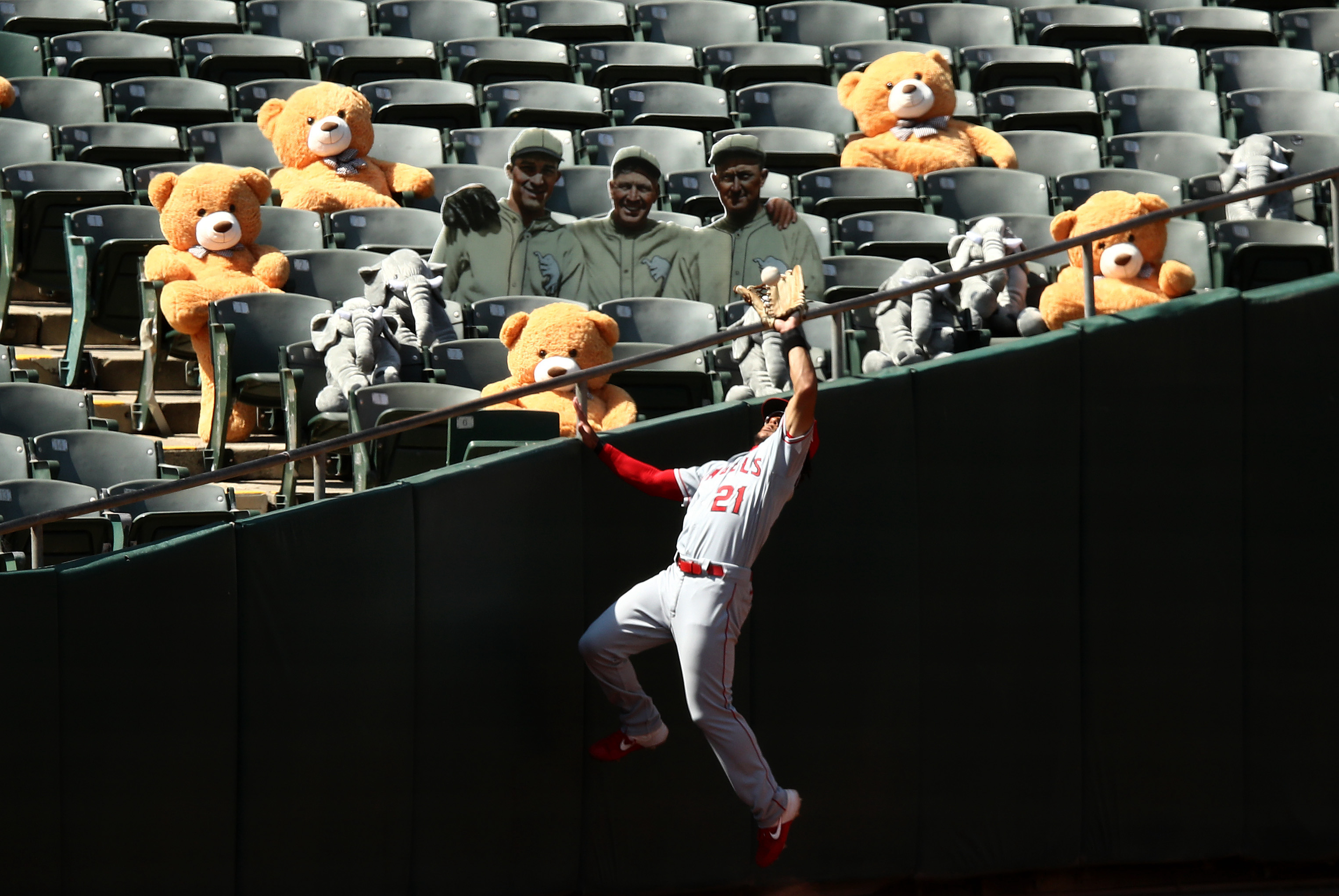 Michael Hermosillo of the Angels makes a catch in foul territory during the 2020 MLB season, while a bunch of creepy stuffed teddy bears look on.