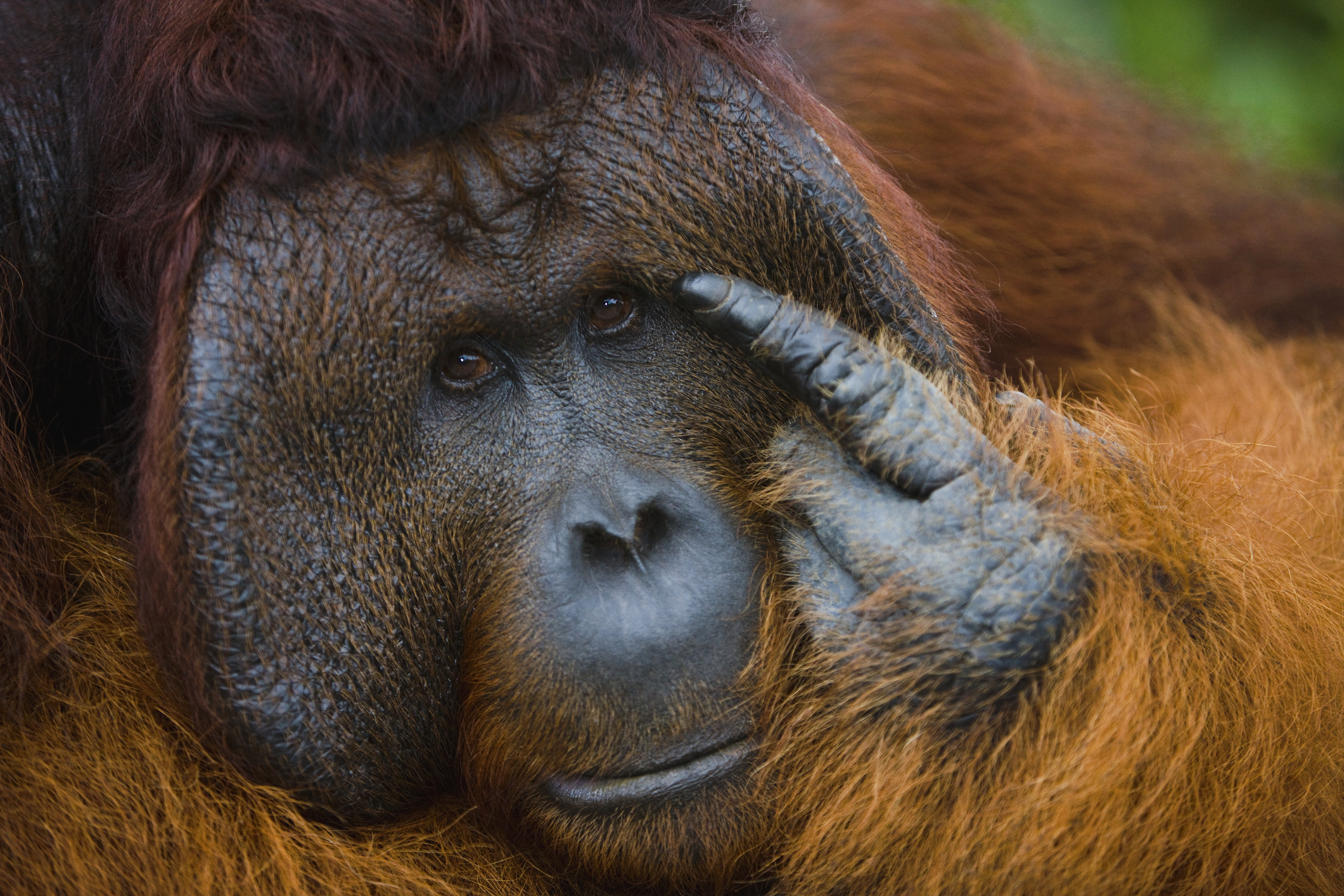 Dominant male orangutan (Pongo pygmaeus) with large cheek flaps pointing his finger at his face, Borneo, Indonesia.