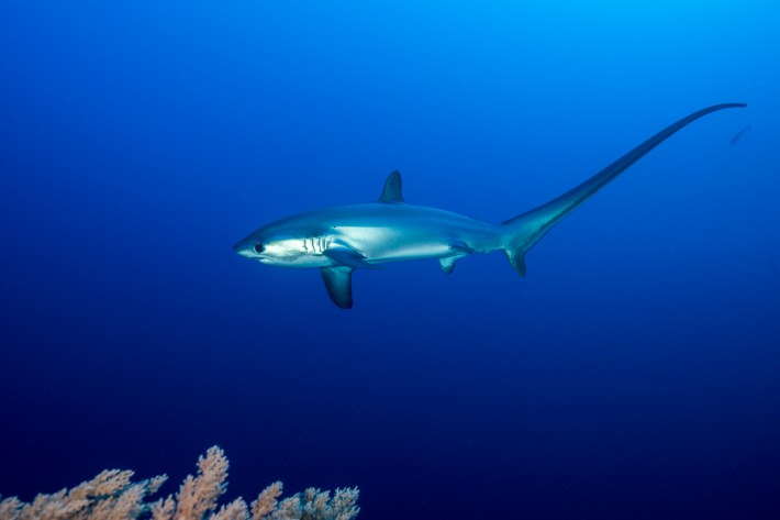 Pelagic thresher shark, which has a long tail, swimming in the ocean