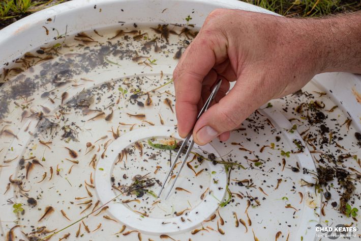 a hand holding tweezers over a tray of fairy shrimp