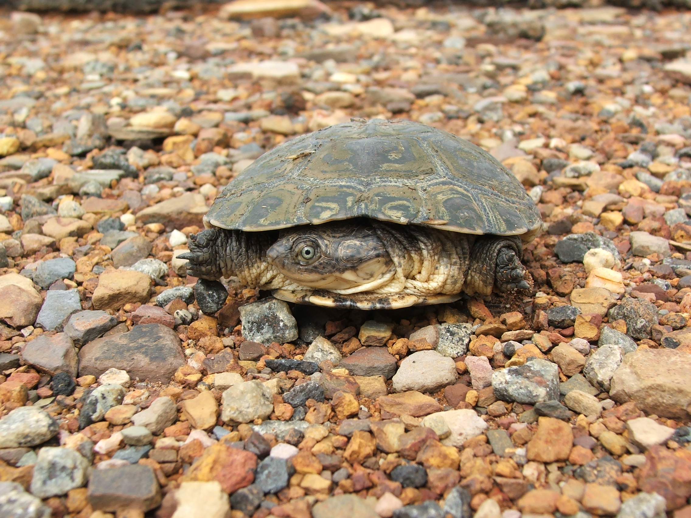 A helmeted turtle walks along gravel