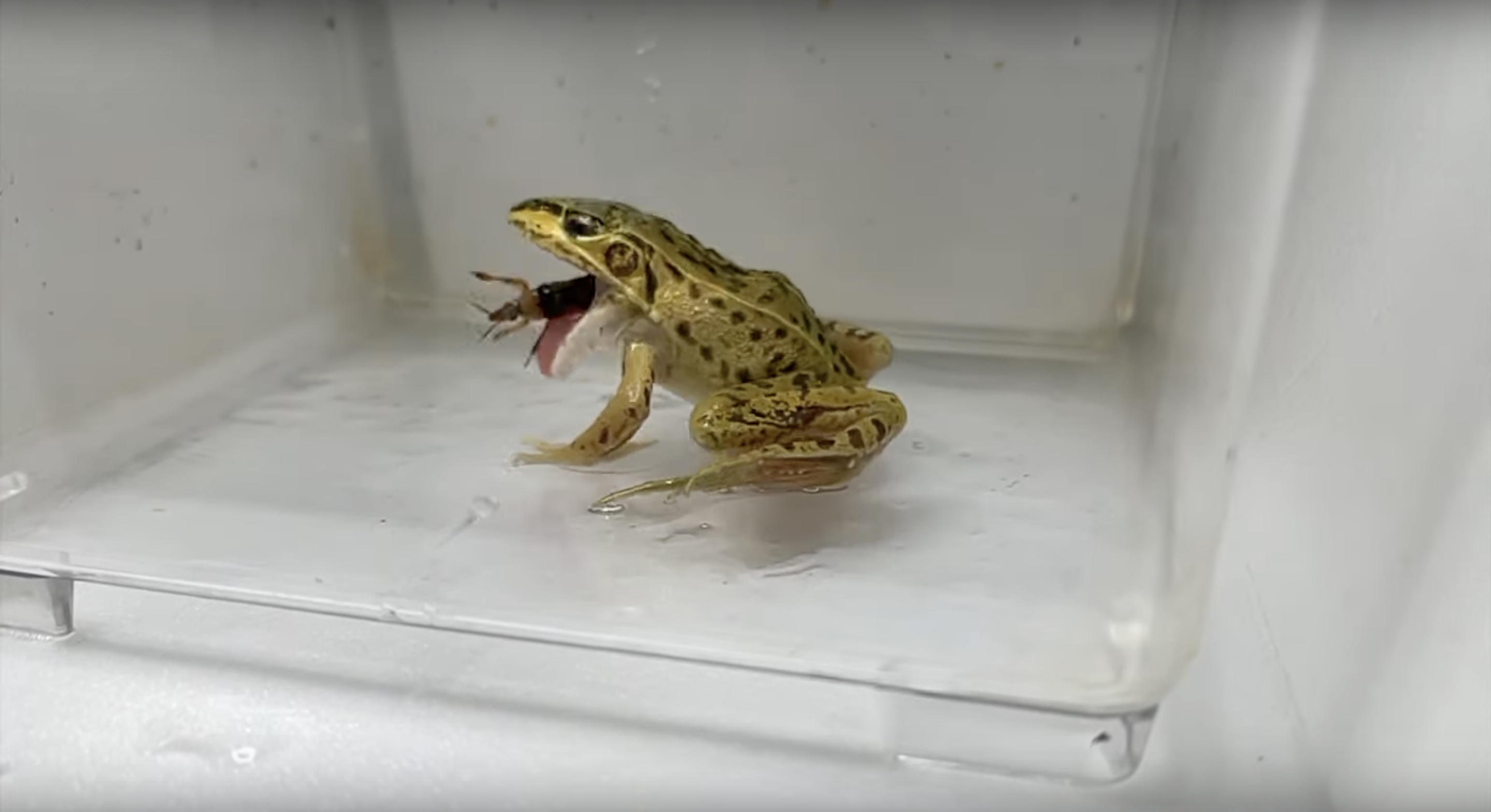 A frog spitting out an assassin bug