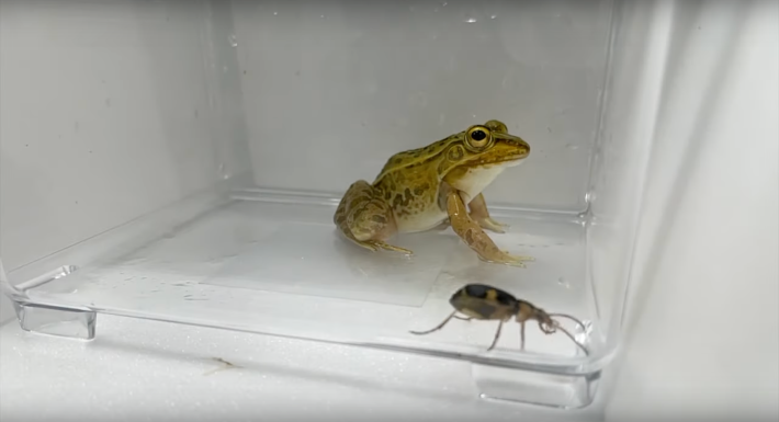A frog inside a plastic container eyes a bombadier beetle in the front corner
