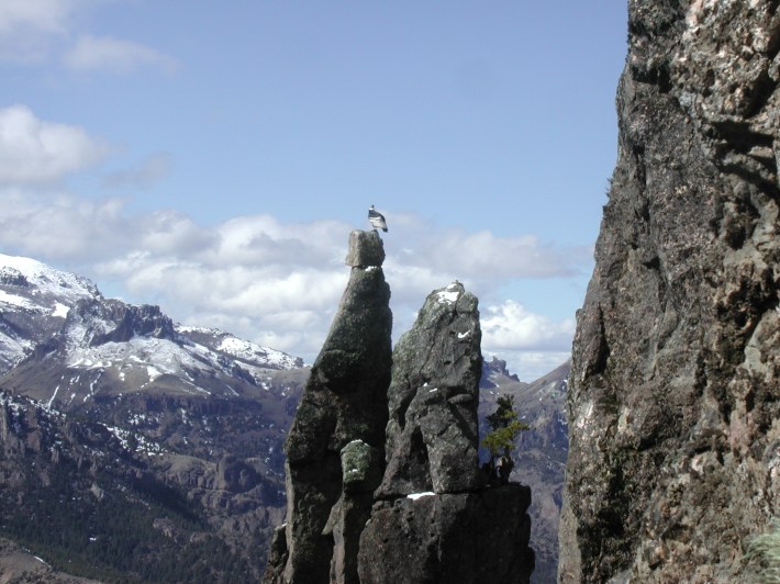 an andean condor perched on a spire by its nest