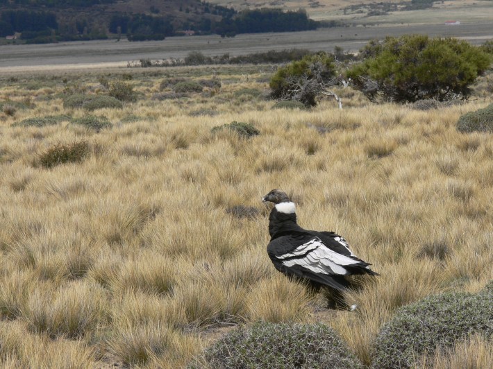 a female Andean condor standing in a field