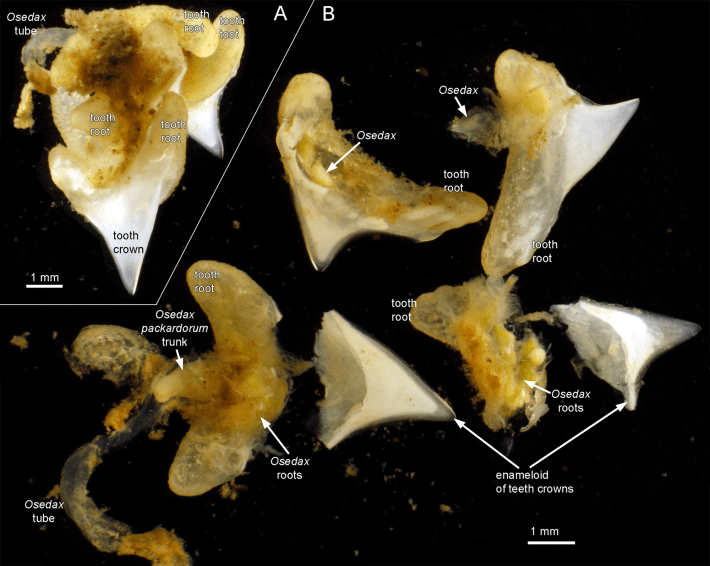 a diagram of shark teeth riddled with Osedax worms