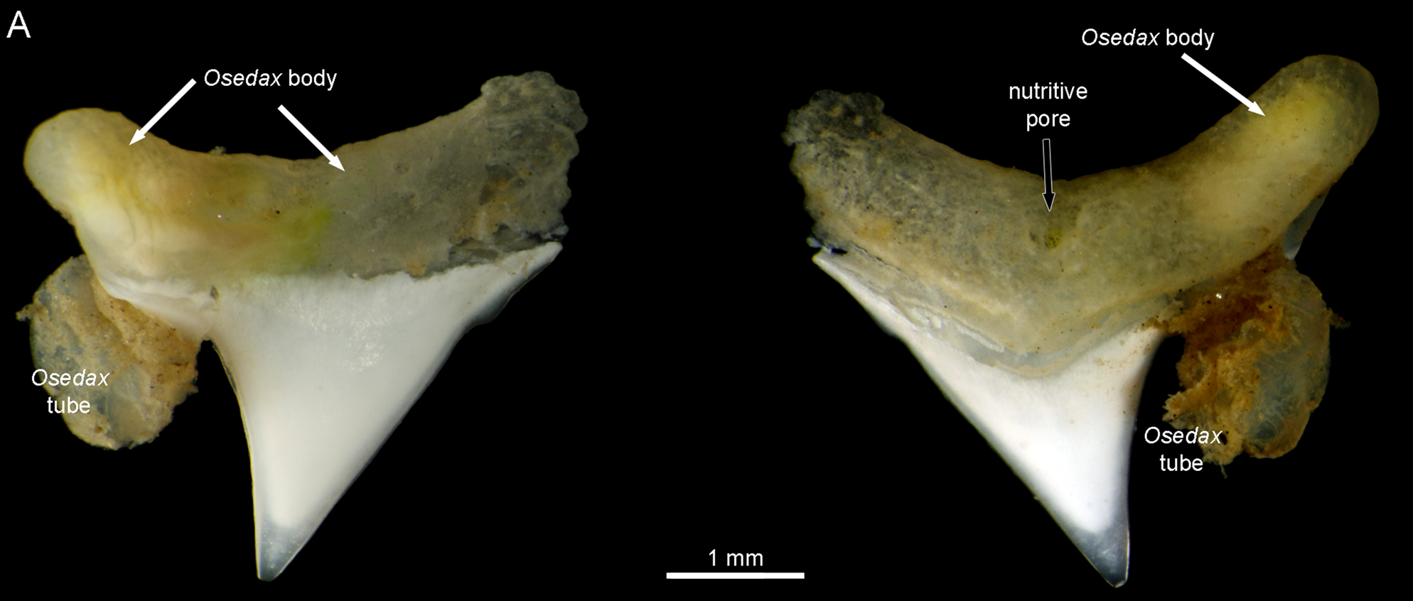 Two Osedax teeth colonized by worms