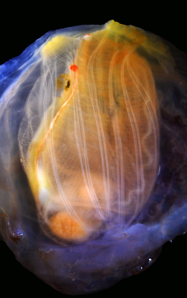 A dissected tunicate Ciona