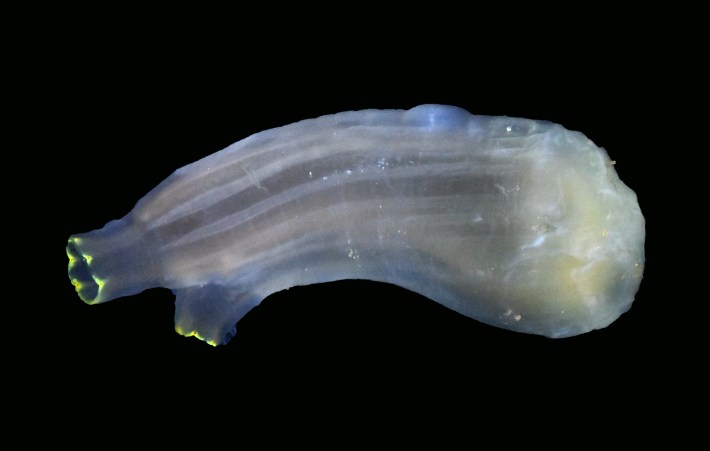 A photo of the tunicate ciona intestinalis against a dark background. the tunicate is a white barrel shape with two siphons