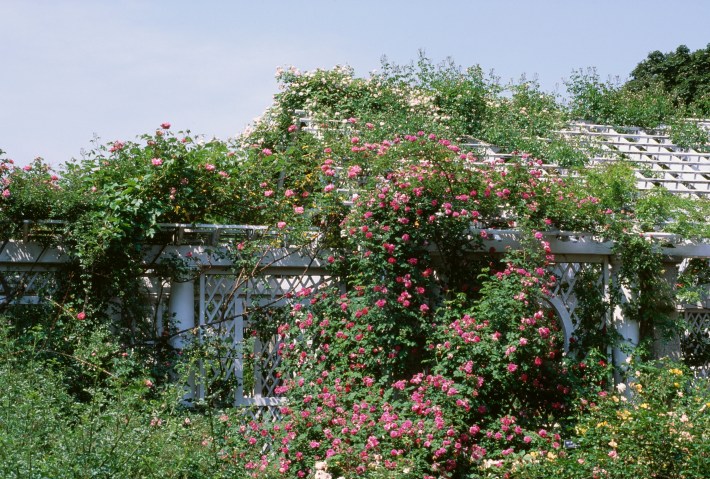 A pergola covered in climbing roses.