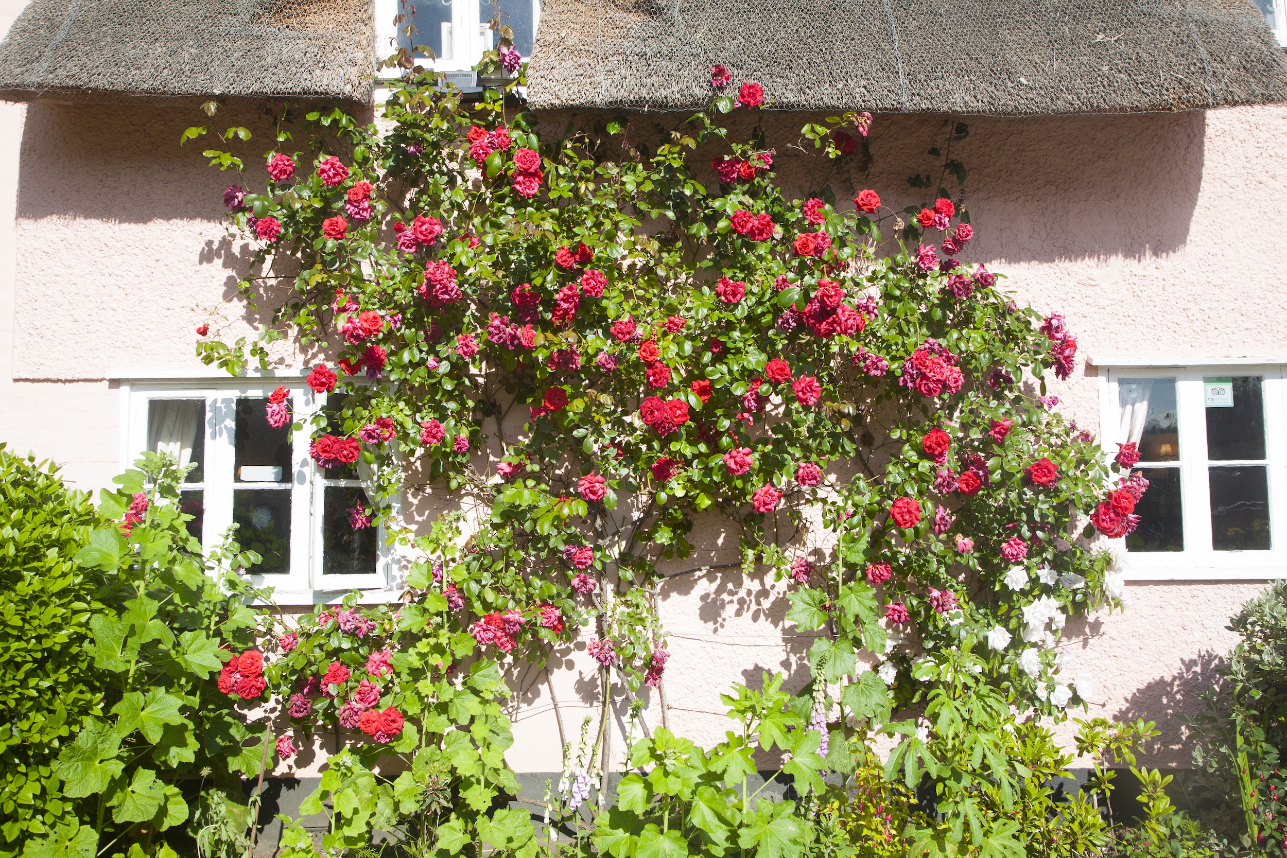 Red rambling rose plant climbing the wall of a pink thatched cottage, Shottisham Suffolk, England.