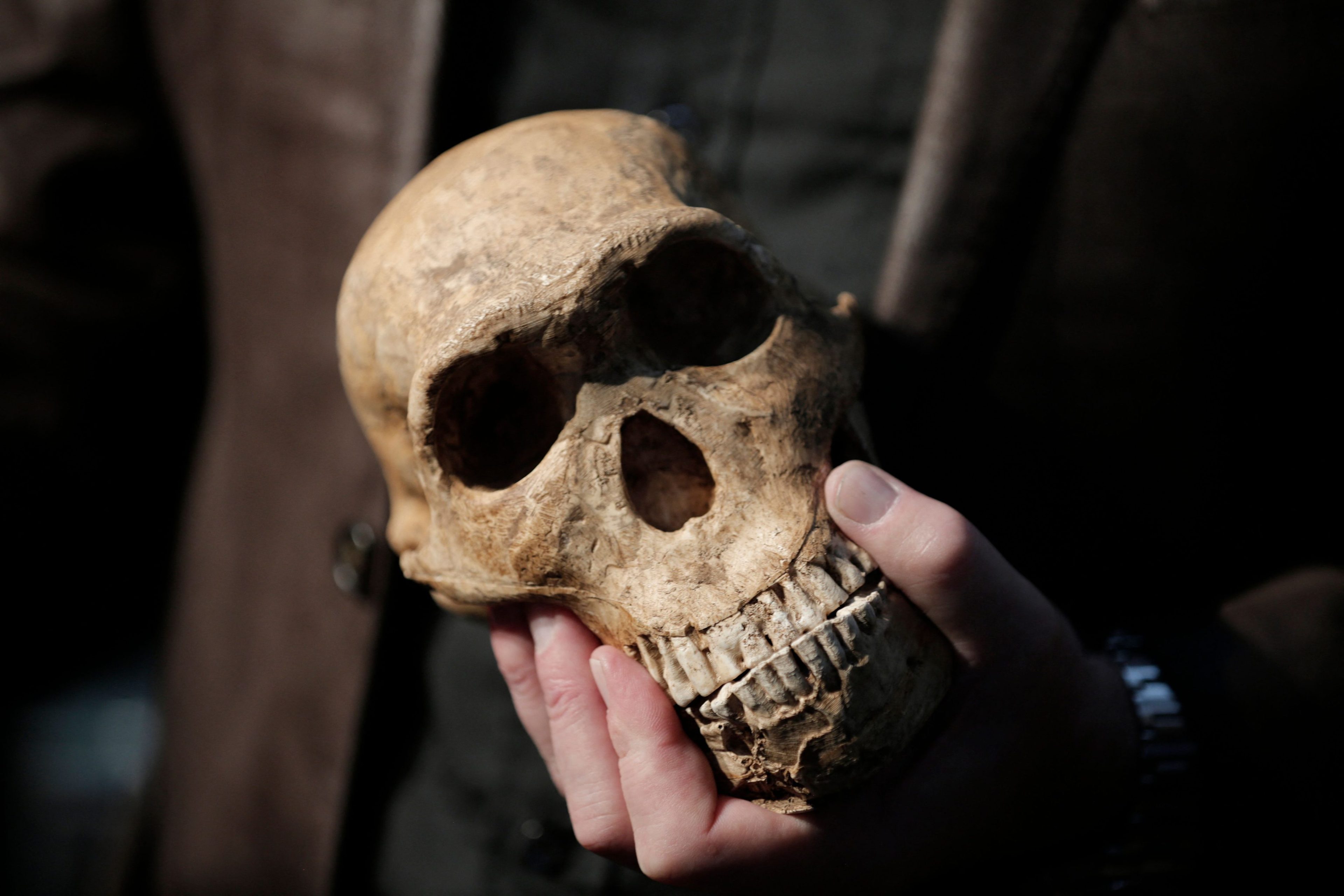 Paleoanthropologist and National Geographic Explorer-in-Residence, Professor Lee Rogers Berger holds a replica of the skull of "NEO" a new skeleton fossil findings of the Homo Naledi Hominin species at the cradle of Human Kind in Maropeng near Johannesburg on May, 9 2017 in South Africa. Primitive hominids may have lived in Africa at the same time as humans, researchers said Tuesday, in new findings that could change the understanding of human evolution. Fossils found deep in South Africa's Rising Star cave complex in 2013 have been dated by several expert teams with their findings suggesting the hominids, called Homo naledi, may have lived alongside Homo sapiens. It had previously been thought that the hominids were millions of years old. A team of 20 scientists from laboratories and institutions around the world, including in South Africa and Australia, established the age of the fossils which suggests that Homo naledi may well have lived at the same time as humans. (Photo by GULSHAN KHAN / AFP) (Photo by GULSHAN KHAN/AFP via Getty Images)