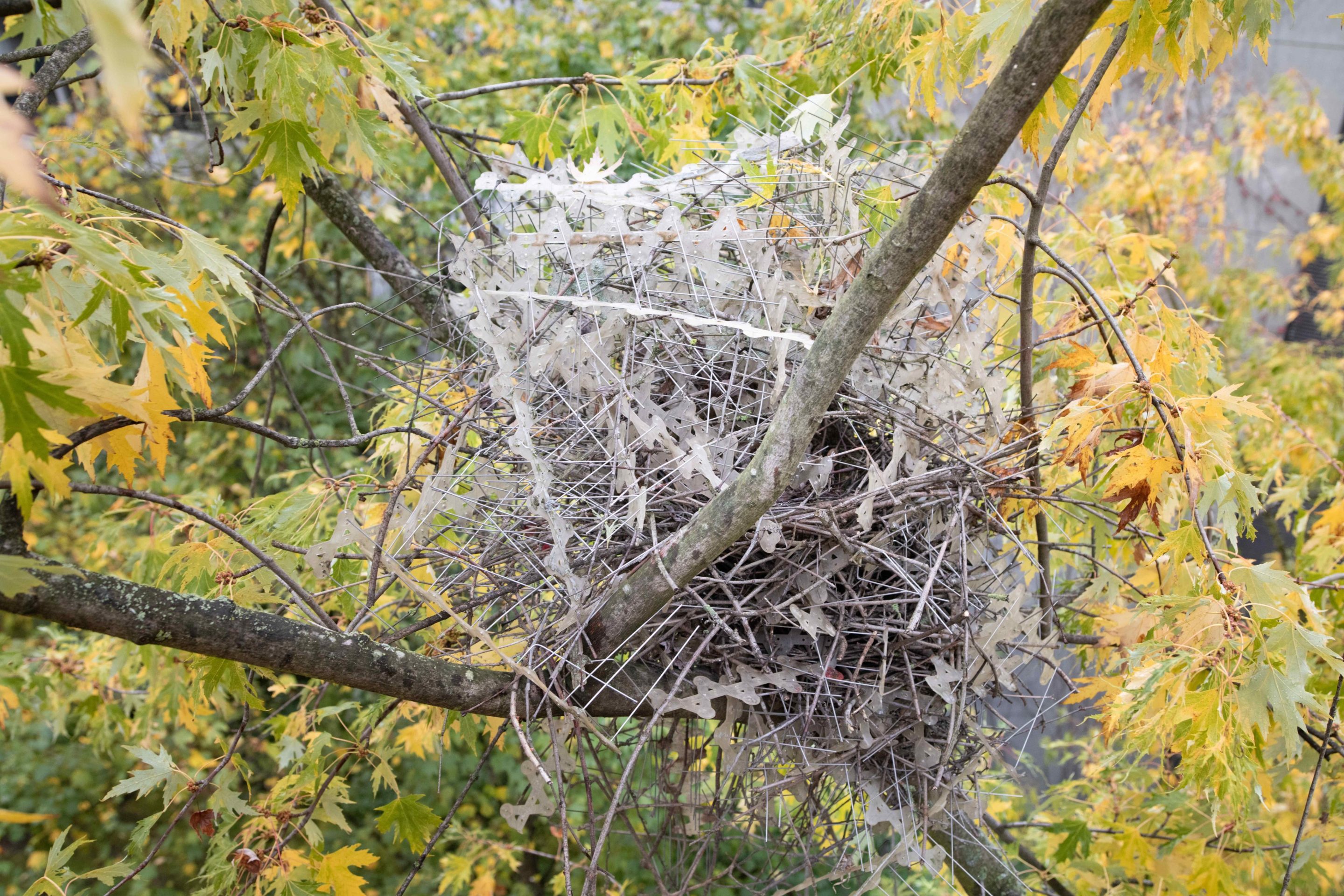 a magpie nest in a tree. the nest is built from a bunch of anti-bird spikes, which are long spiky needles attached to strips.