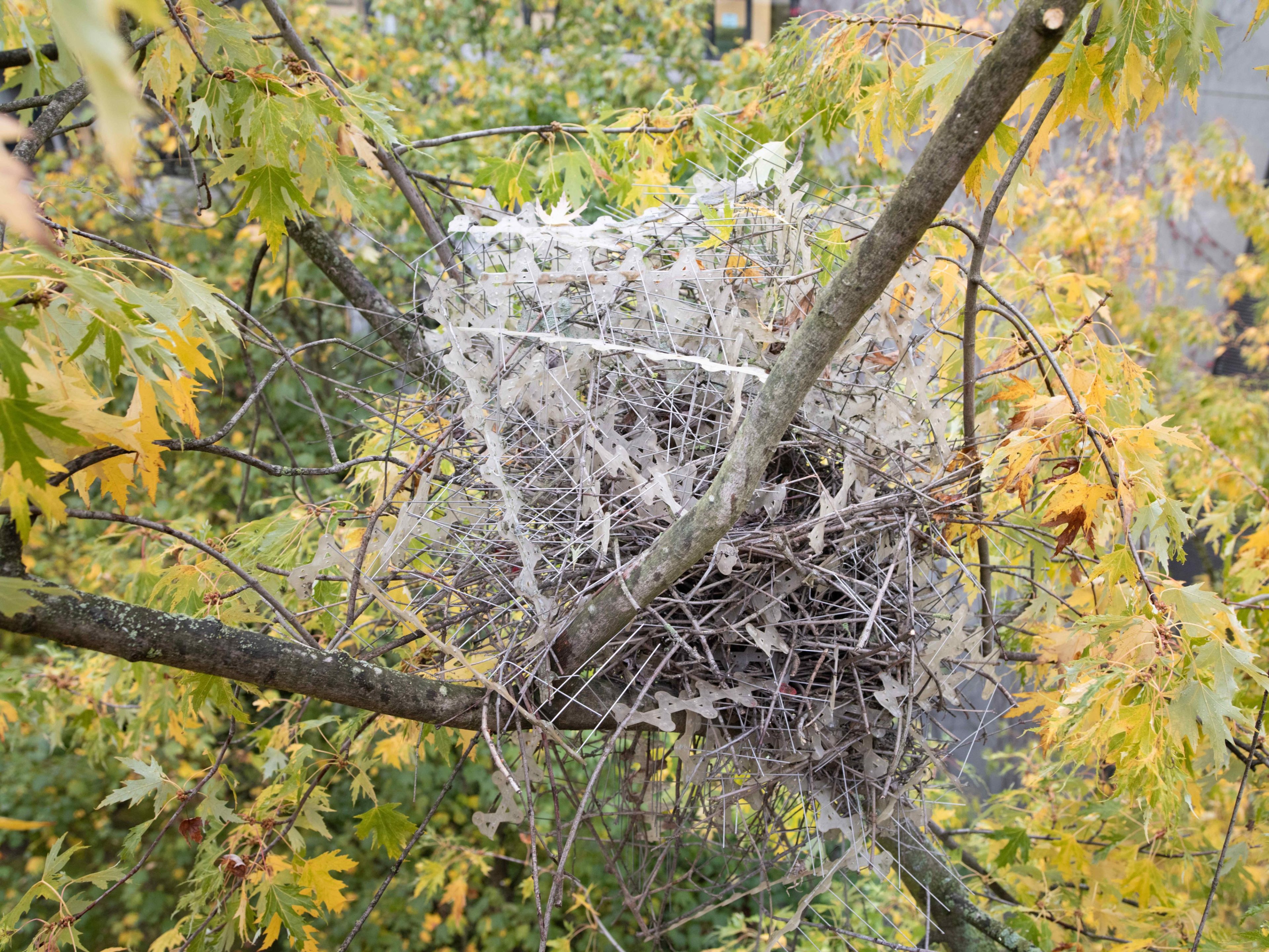 a magpie nest in a tree. the nest is built from a bunch of anti-bird spikes, which are long spiky needles attached to strips.