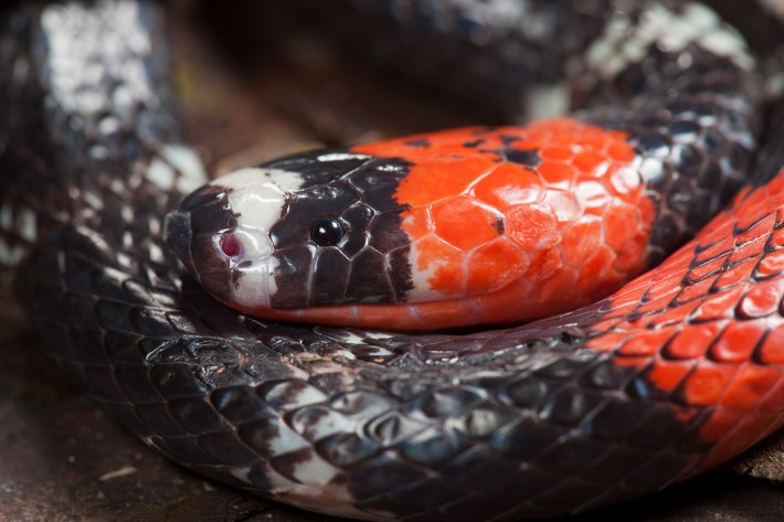 A close-up of the head of a South American coral snake, which is black, white, and red