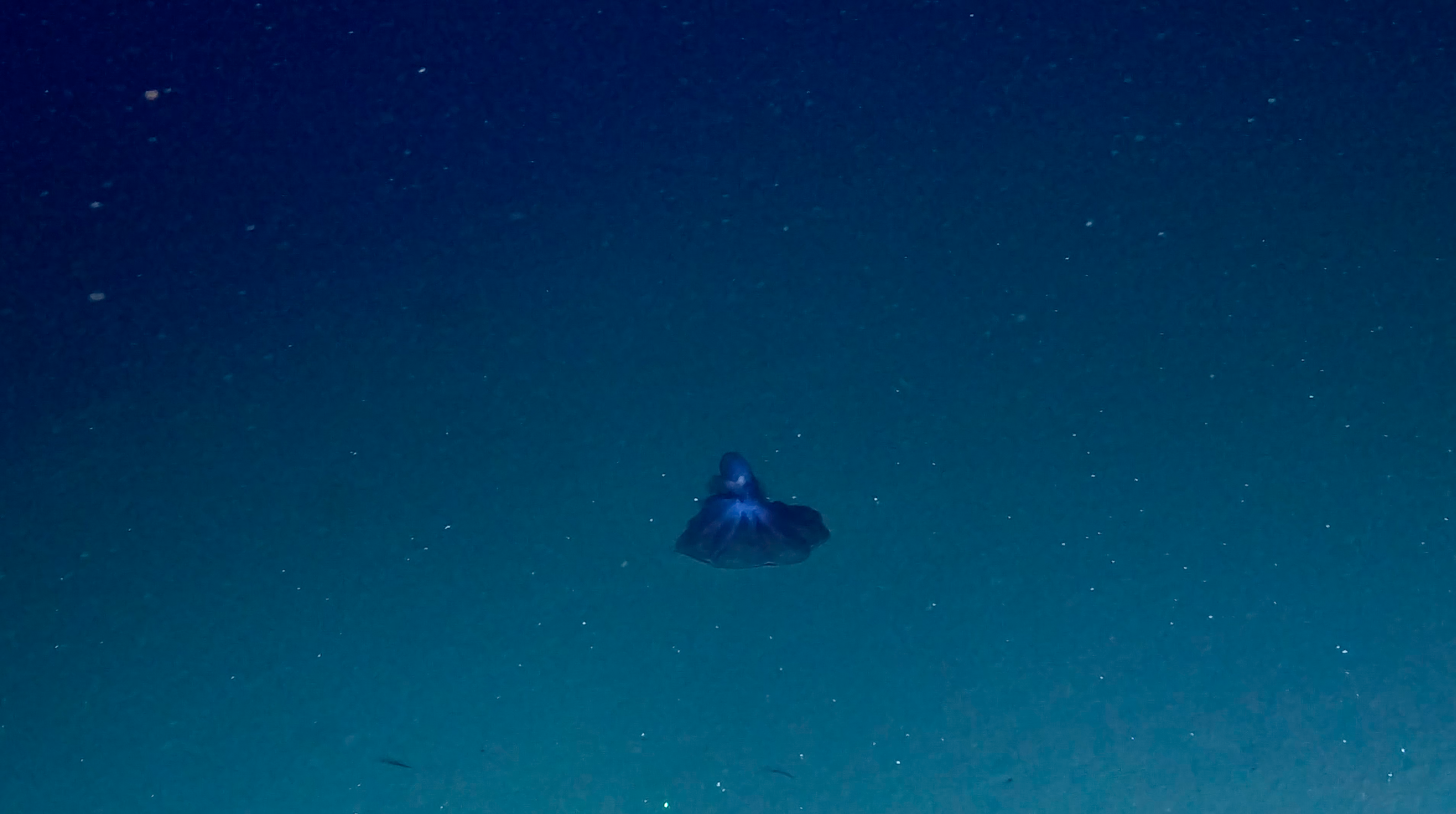 A deep-sea octopus spreads out its arms on the seafloor