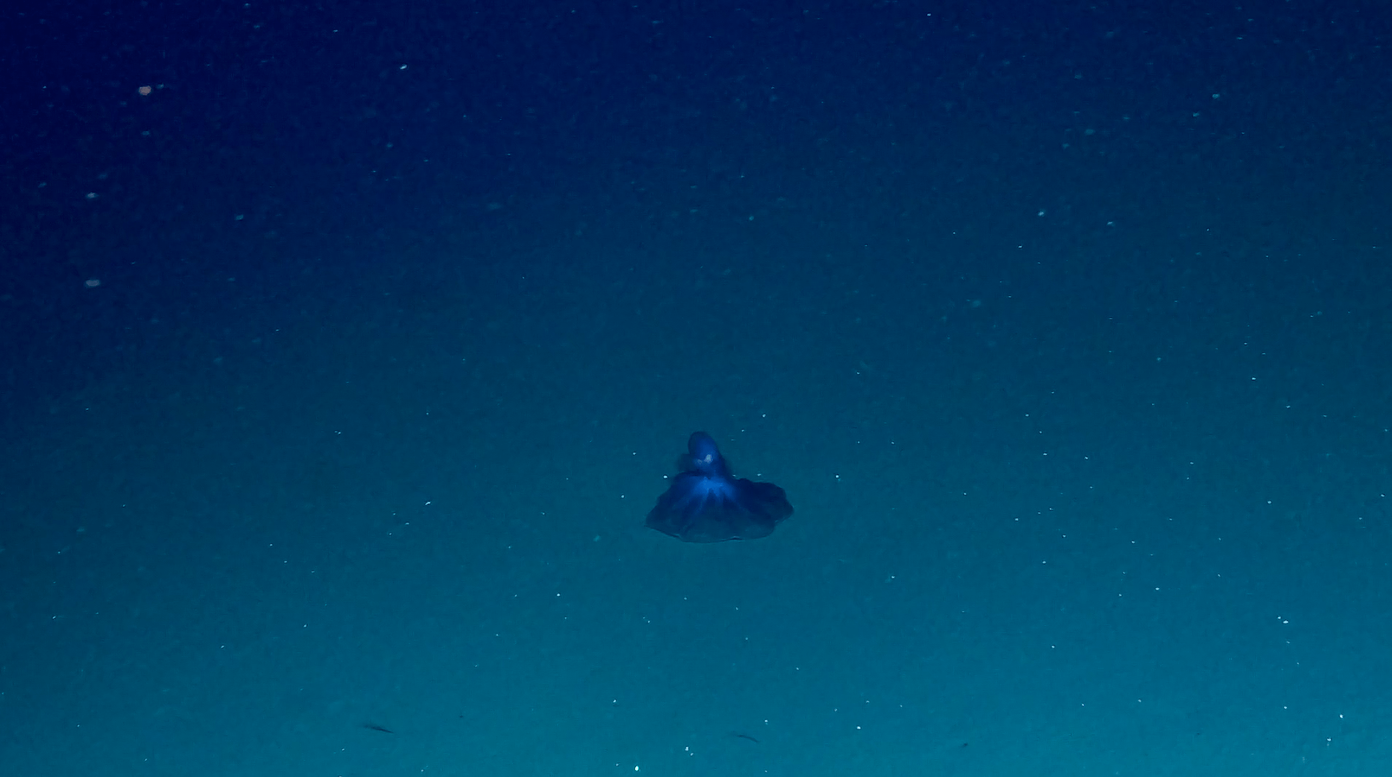 A deep-sea octopus spreads out its arms on the seafloor