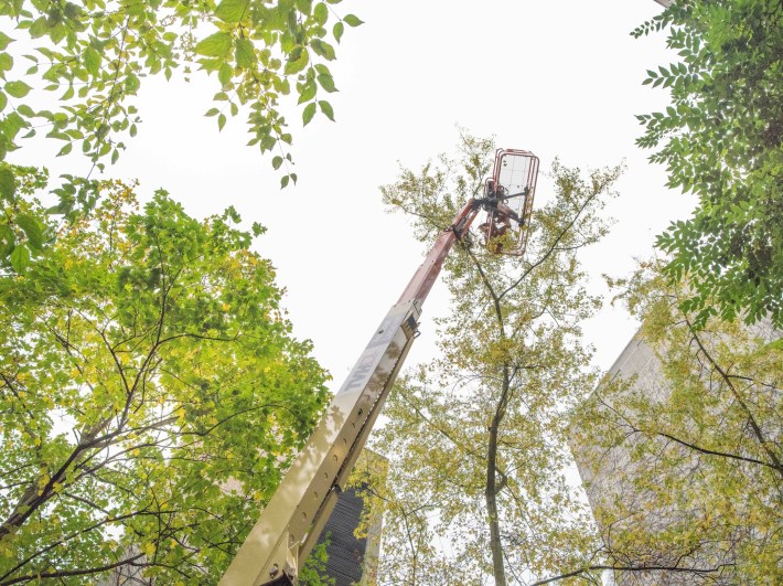 A window-cleaning lift extended all the way up to a magpie nest in a sugar maple tree