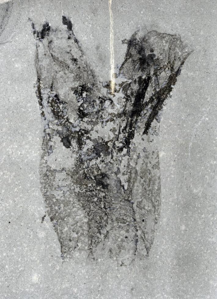 a photograph of the fossil tunicate
