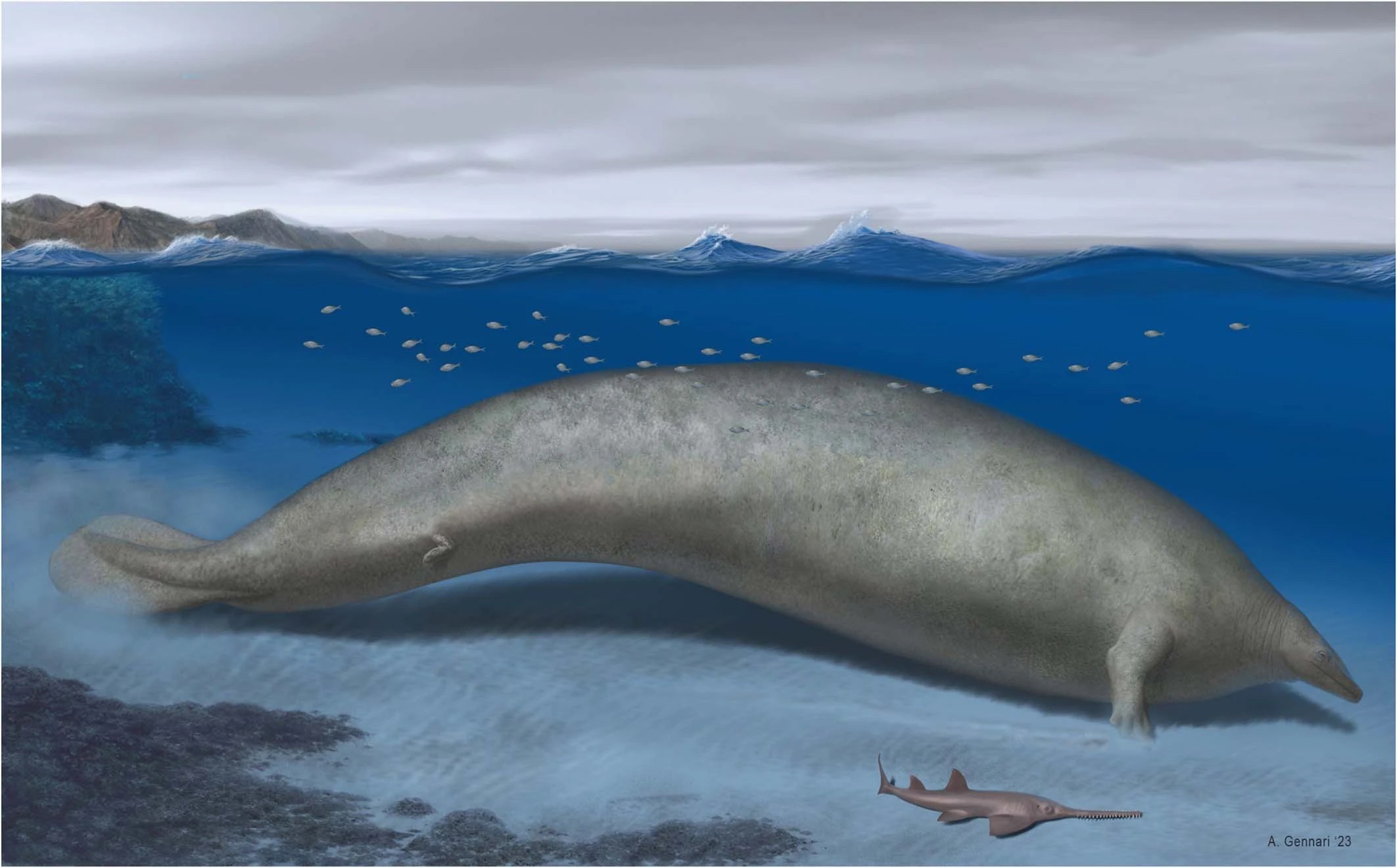 A reconstruction of the ancient enormous whale Perucetus colossus