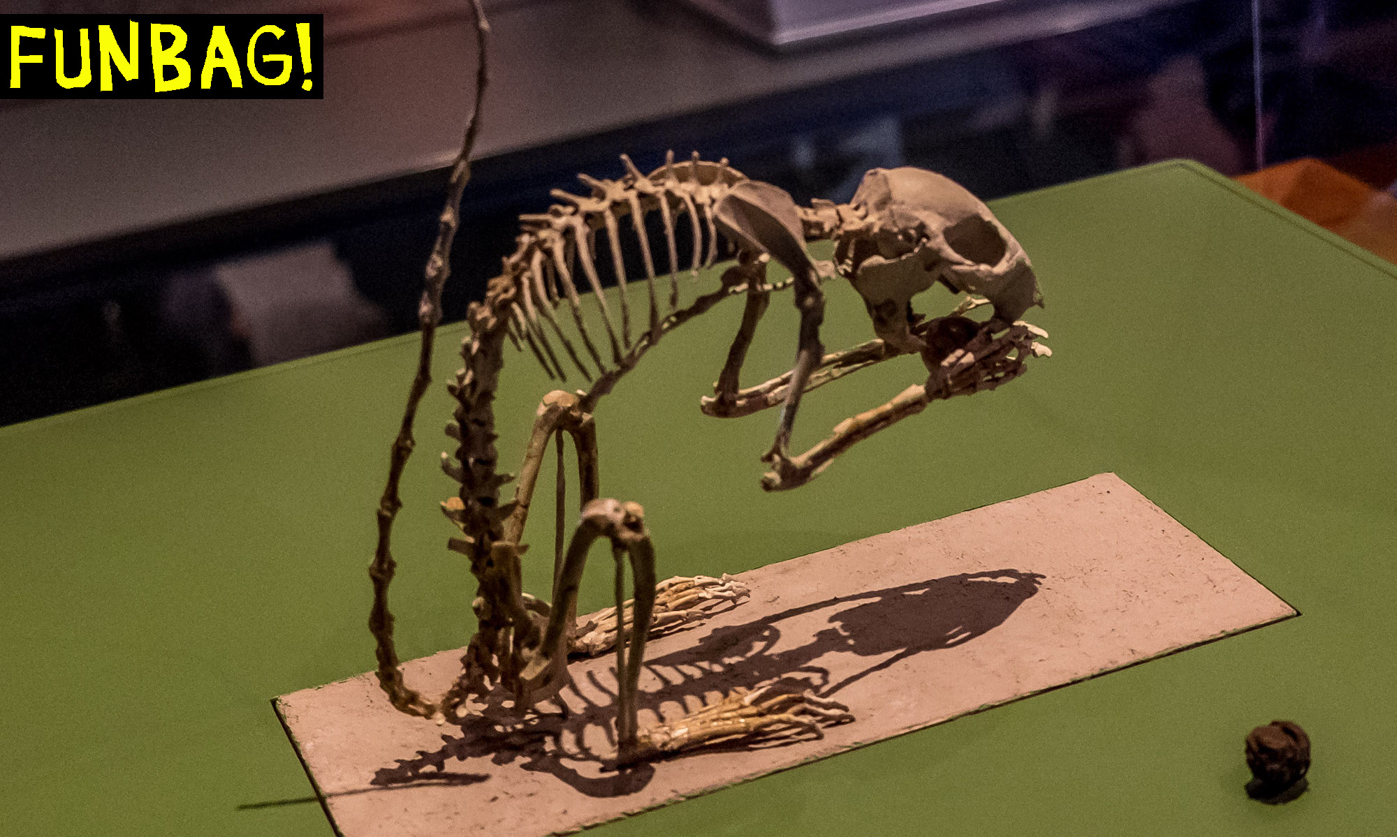 WASHINGTON, DC - April 7: The fossilized 36 million-year-old skeleton of a tree squirrel known as Douglassciurus jeffersoni is on display as part of the "Objects of Wonder" exhibit at the Smithsonian's National Museum of Natural History. Paleontologist Gene Hunt, pictured, said it's one of the most complete prehistoric squirrel skeletons ever discovered. (By John Kelly/The Washington Post)