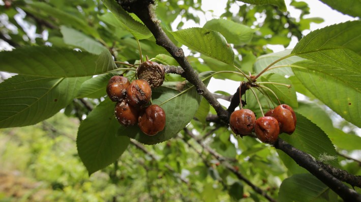 Damaged cherries in Lincora, on 12 June, 2023 in Lincora, Chantada, Lugo, Galicia, Spain