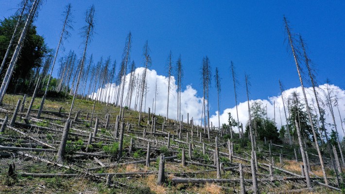 Dead spruce trees suffering from drought stress are pictured in a forest near Hagen, western Germany, on July 12,