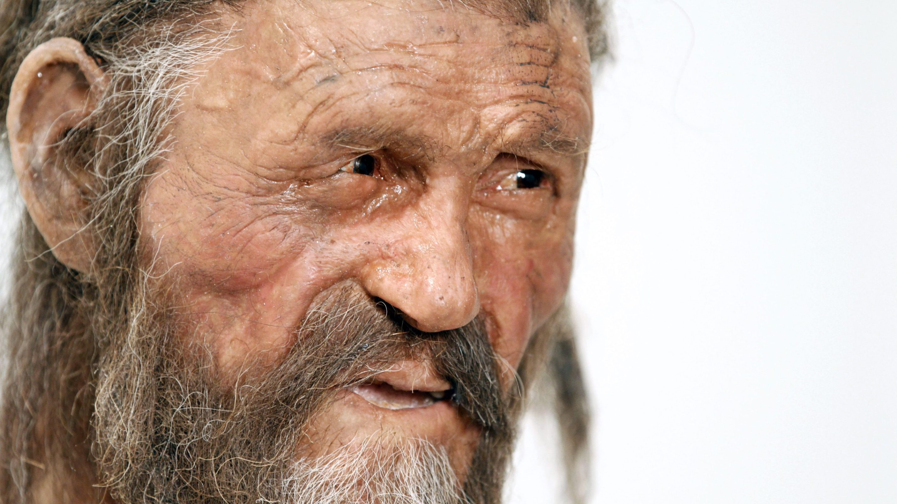a reconstruction of the iceman otzi