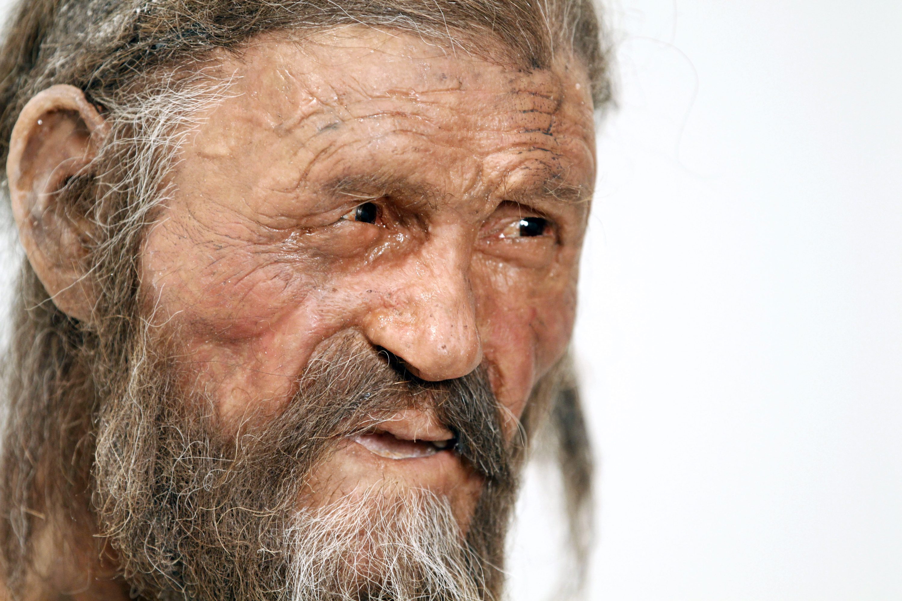 a reconstruction of the iceman otzi