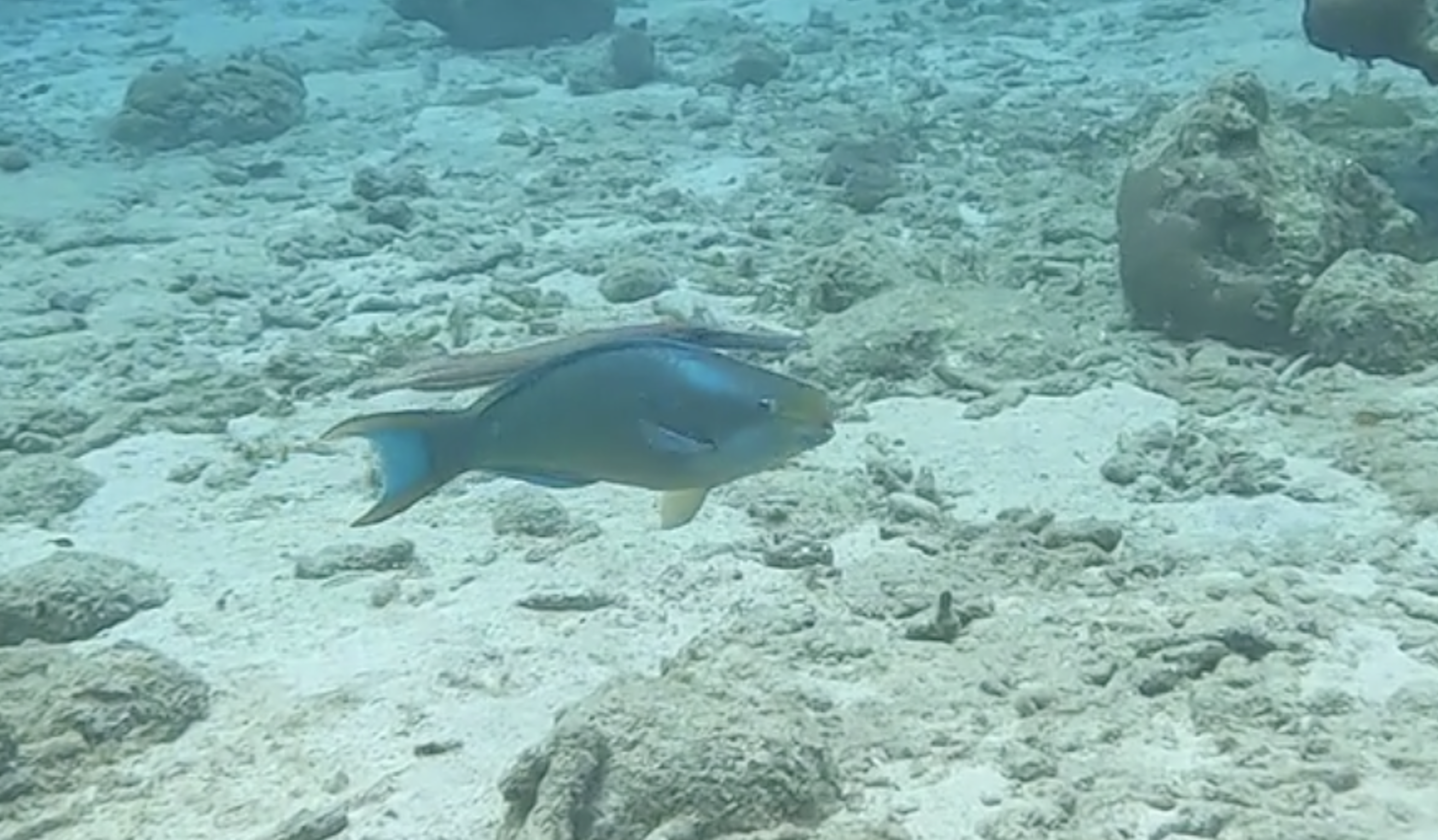 Catching The Leviathan And The Trumpet Fish!