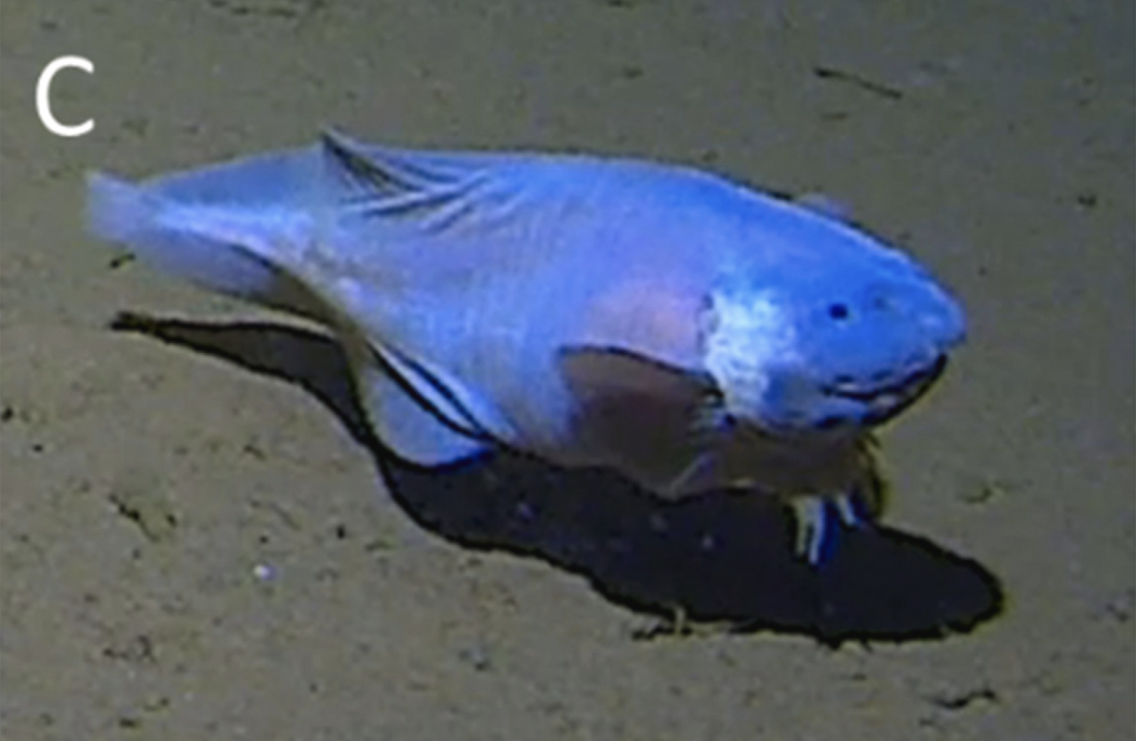 Extreme close-up of blobfish in water, Stock Video