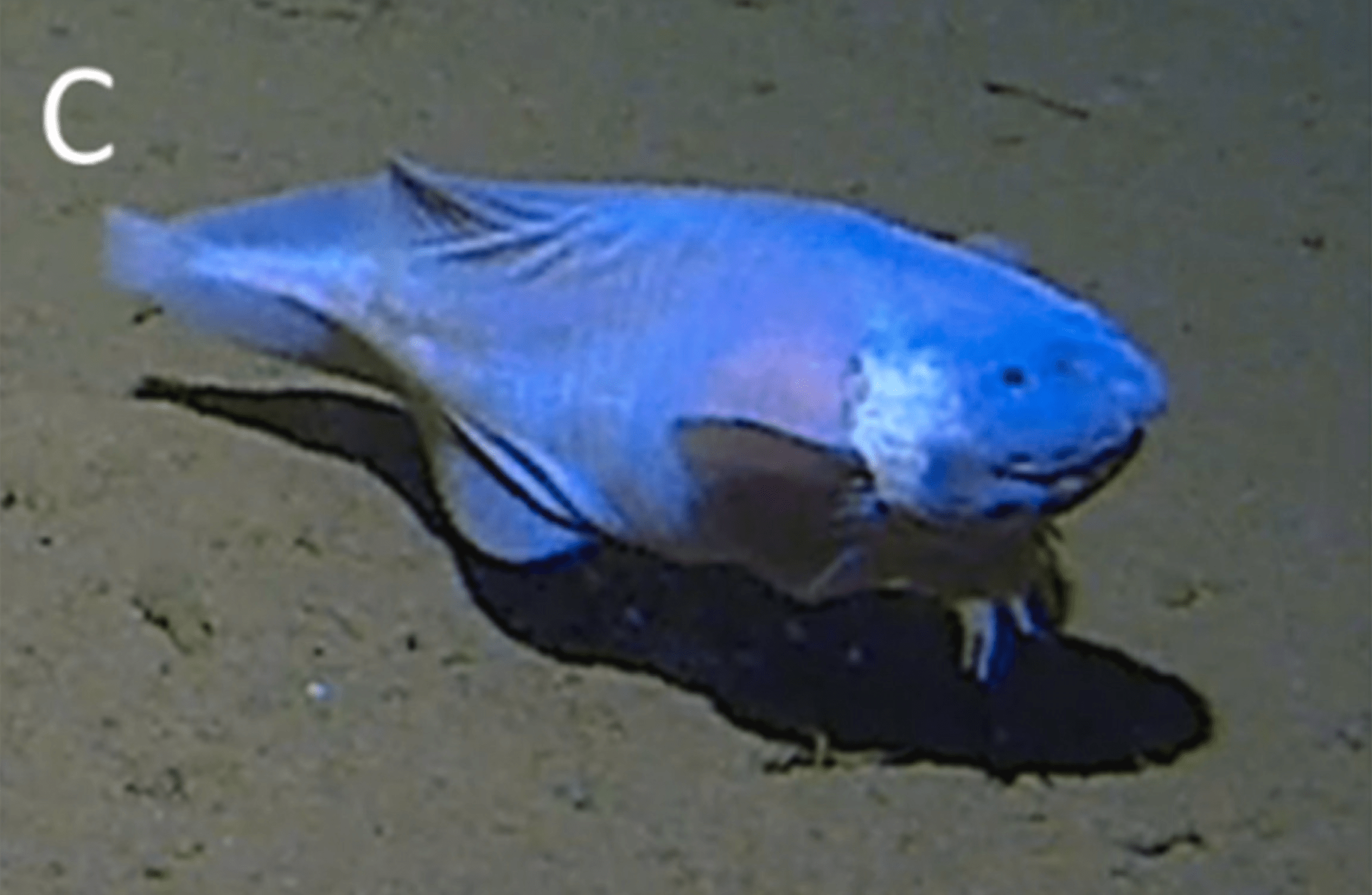 A very cute hadal snailfish that is blue and chunky and appears to be smiling