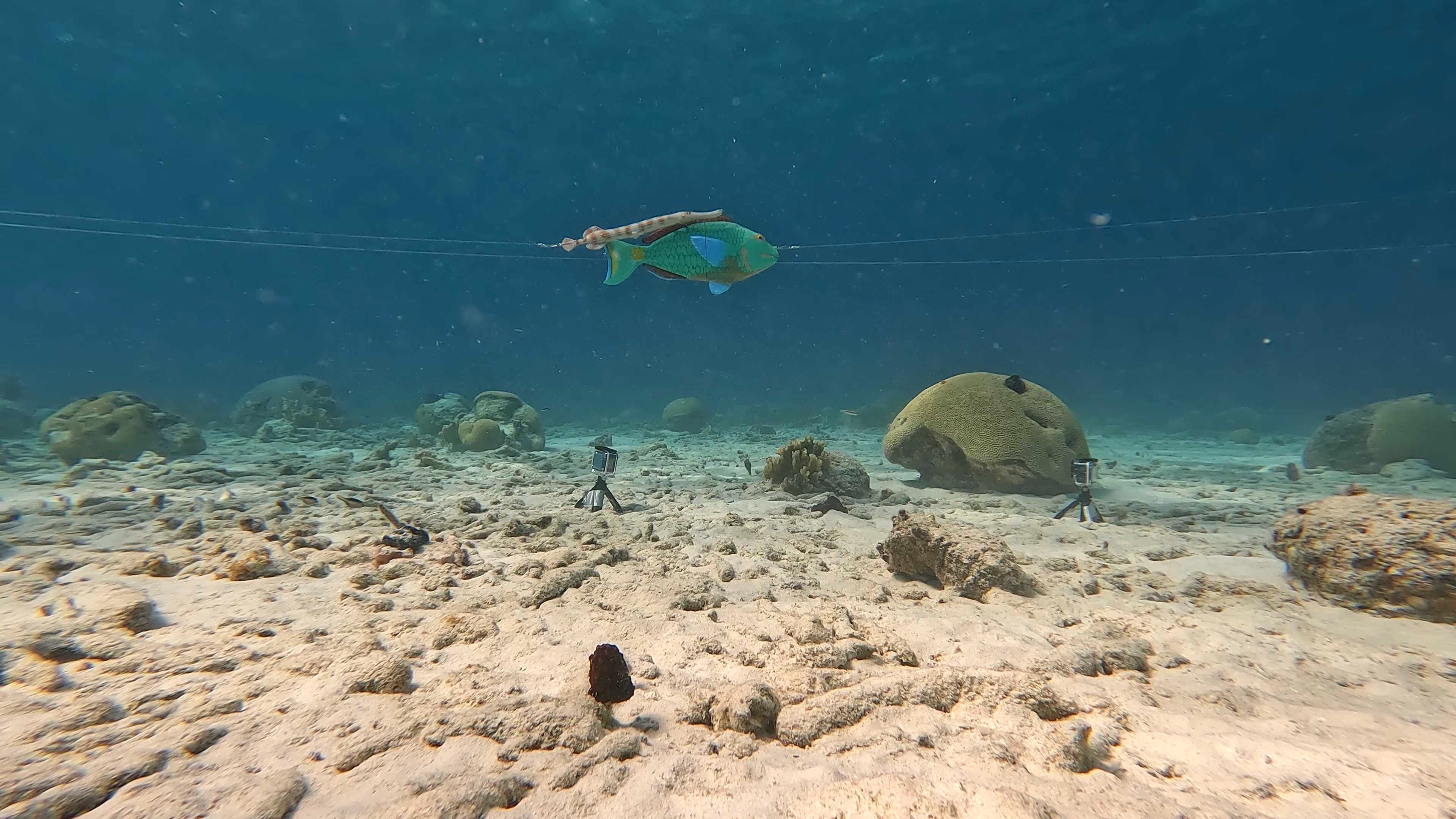 3D models of a parrotfish and trumpetfish are pulled on a line across a sandy reef.