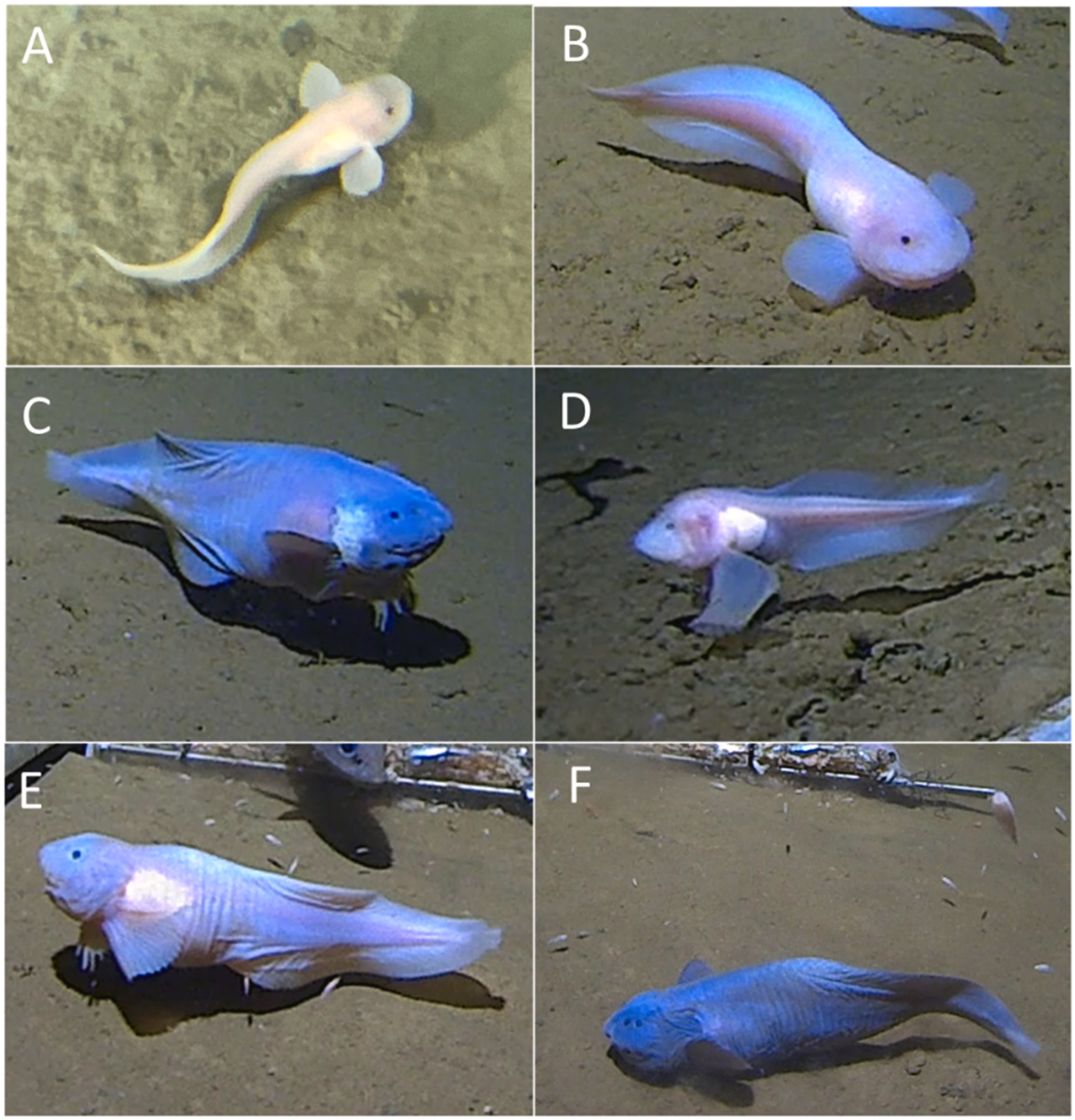 A Unified Theory Of Deep-Sea Fish Aesthetics; Or, The Deeper You Go The  Cuter They Get