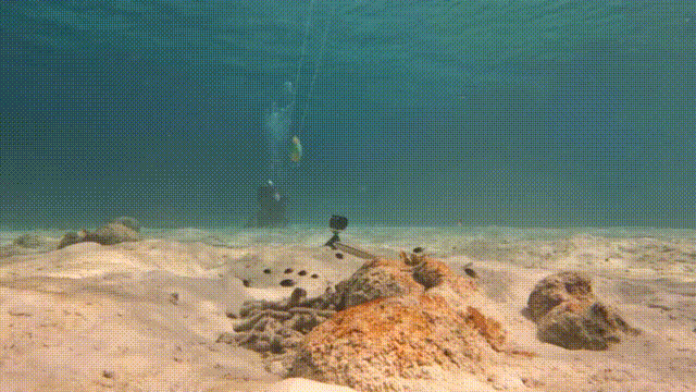 A gif of a parrotfish model passing over a damselfish colony and the damselfish not really reacting