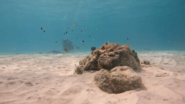 A gif of damselfish fleeing from a fake trumpetfish