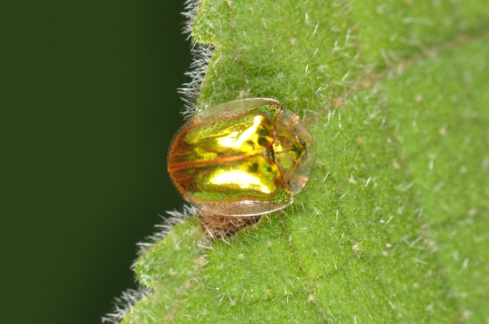 A golden tortoise beetle on a leaf