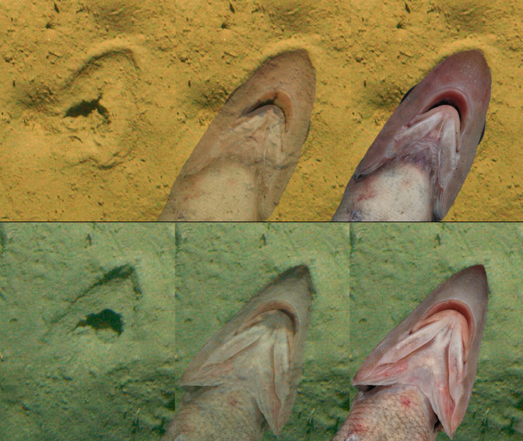 An Animorphs-like grid showing how bite marks in the deep-sea overlay perfectly with a rattail mouth