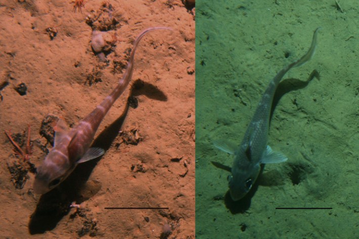 Two rattails swimming over the deep sea.