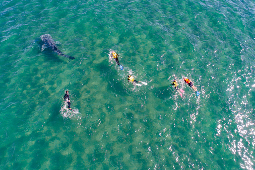 Tourists snorkel next to a whale shark, the largest fish in the world in the Gulf of California, in a protected area, as part of a whale shark watching tour at Bahía de La Paz