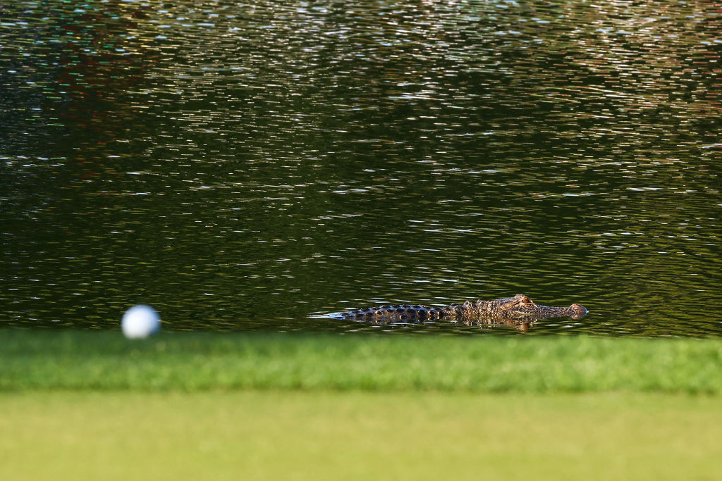 An alligator is seen near the 14th green during the first round of the Valspar Championship on the Copperhead Course at Innisbrook Resort and Golf Club in Florida