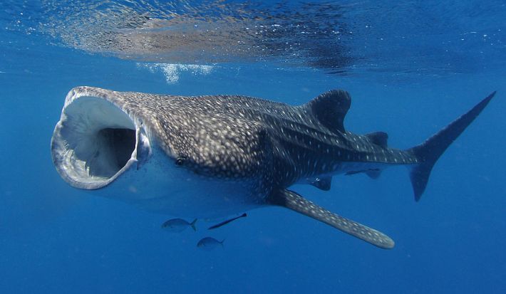 Whale Sharks watched by tourists off the coast on April 22, 2012 in Ningaloo Reef