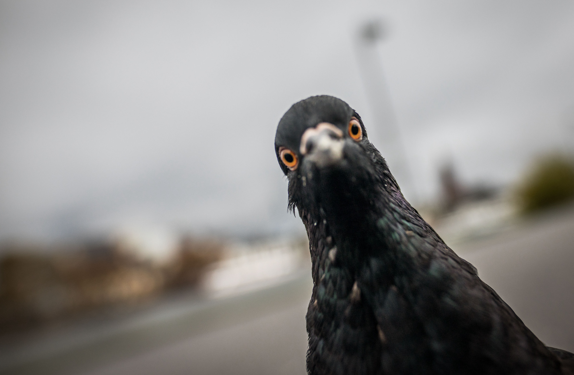 A pigeon looks in the photographer's camera in Frankfurt am Main, western Germany, on November 17, 2016. / AFP / dpa / Frank Rumpenhorst / Germany OUT (Photo credit should read FRANK RUMPENHORST/DPA/AFP via Getty Images)