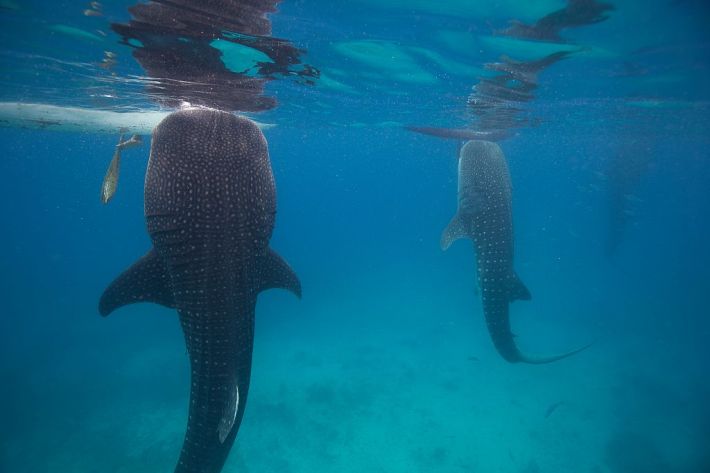 Whale sharks (Rhincodon typus) feeding beneath fishermen'smens boats in Oslob, Philippines