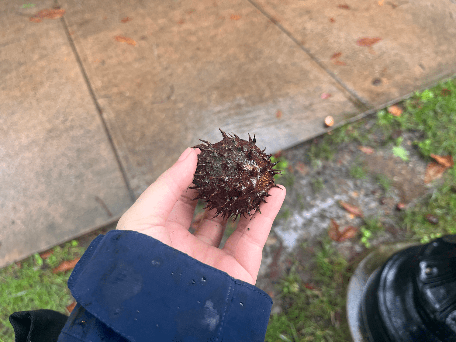 The author holding a chestnut she found on the street