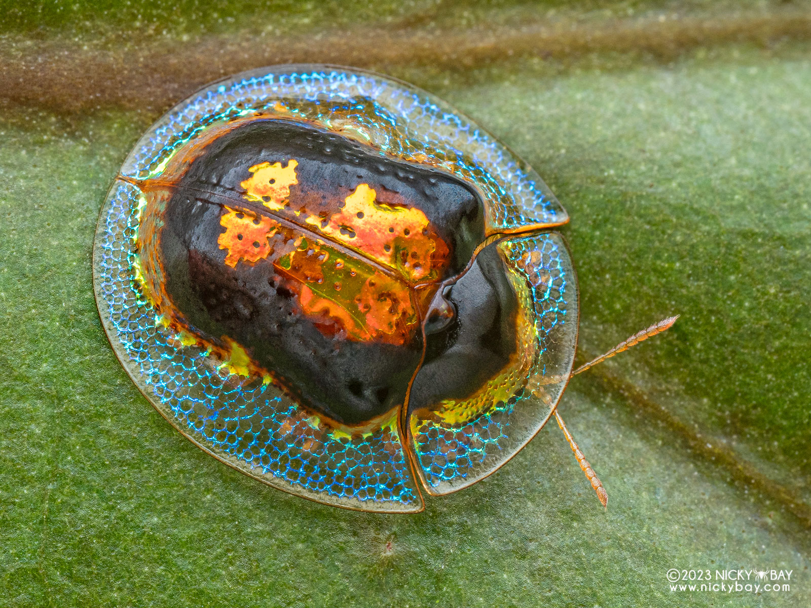 A photo of a beautiful tortoise beetle adult, with a gold and brown shell ringed with blue.